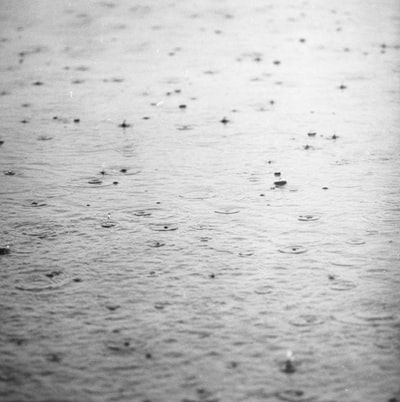 湿地黑白照片